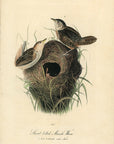 Audubon Short-billed Marsh Wren Pl. 124 - Birds Of America Royal Octavo 1st Edition Antique Print