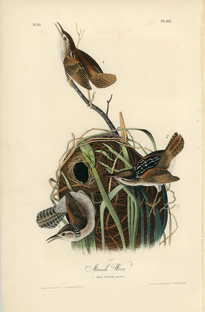 Audubon Marsh Wren Pl. 123 - Birds Of America Royal Octavo 1st Edition Antique Print