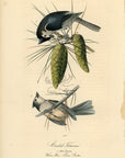 Audubon Crested Titmouse Pl. 125 - Birds Of America Royal Octavo 1st Edition Antique Print