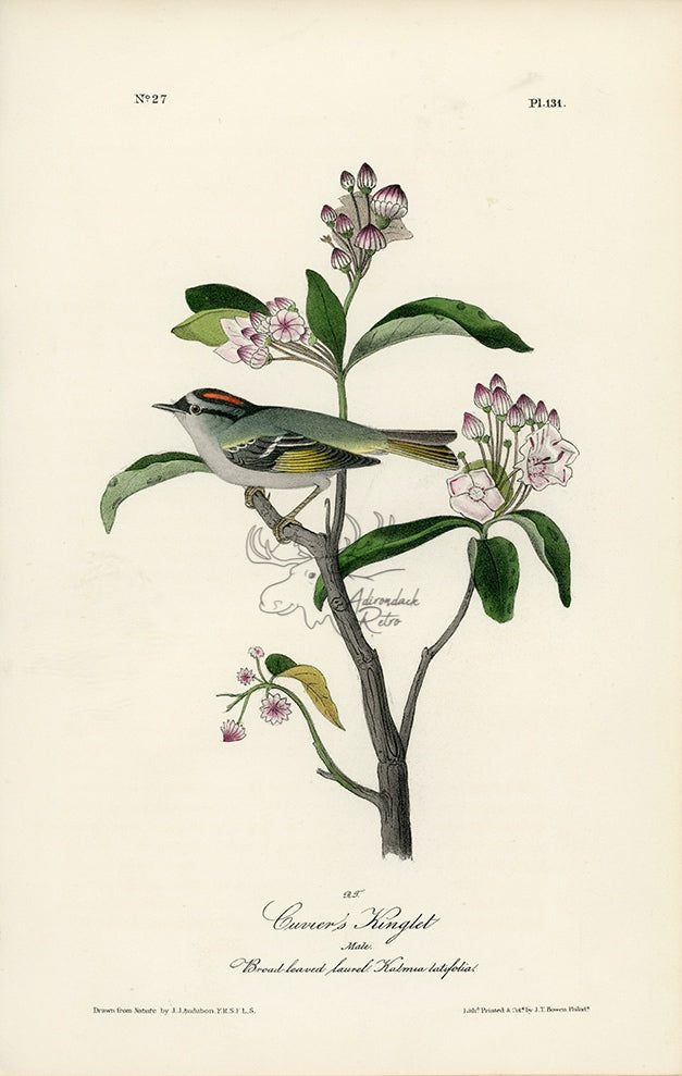 Audubon Cuvier&#39;s Kinglet Pl. 131 - Birds Of America Royal Octavo 1st Edition Antique Print