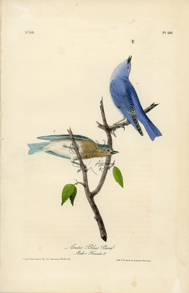 Audubon Arctic Blue Bird Pl. 136 - Birds Of America Royal Octavo 1st Edition Antique Print