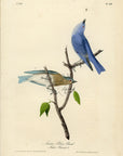 Audubon Arctic Blue Bird Pl. 136 - Birds Of America Royal Octavo 1st Edition Antique Print