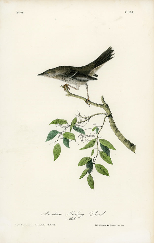 Audubon Mountain Mocking Bird Pl. 139 - Birds Of America Royal Octavo 1st Edition Antique Print