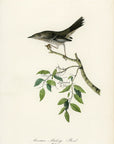 Audubon Mountain Mocking Bird Pl. 139 - Birds Of America Royal Octavo 1st Edition Antique Print