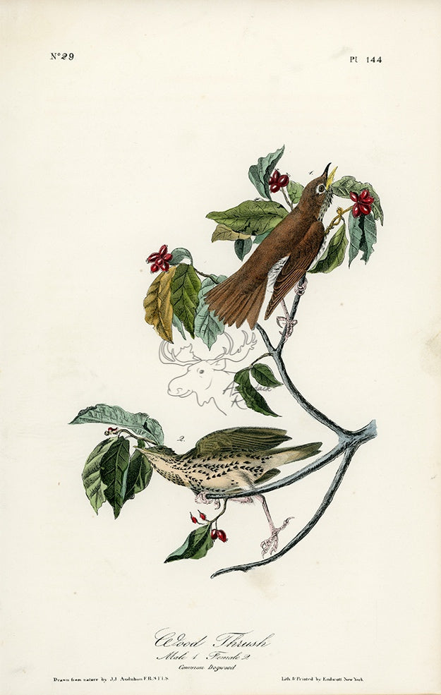 Audubon Wood Thrush Pl. 144 - Birds Of America Royal Octavo 1st Edition Antique Print