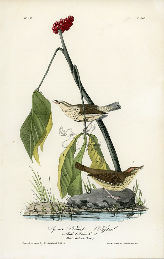 Audubon Aquatic Wood-Wagtail Pl. 149 - Birds Of America Royal Octavo 1st Edition Antique Print