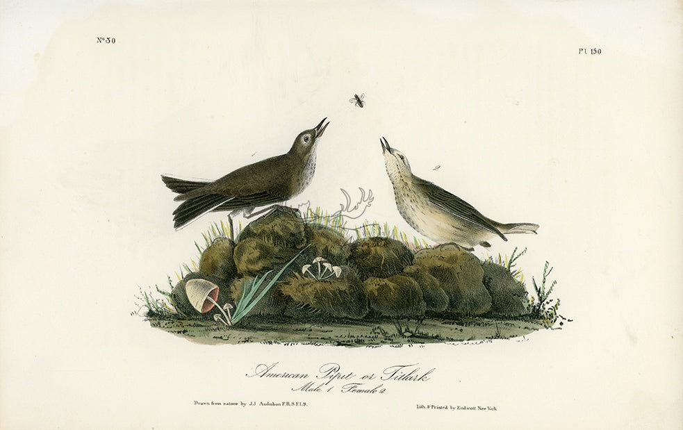 Audubon American Pipit or Titlark Pl. 150 - Birds Of America Royal Octavo 1st Edition Antique Print