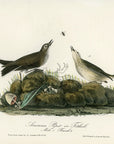 Audubon American Pipit or Titlark Pl. 150 - Birds Of America Royal Octavo 1st Edition Antique Print