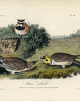 Audubon Shore Lark Pl. 151 - Birds Of America Royal Octavo 1st Edition Antique Print