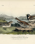 Audubon Lapland Lark Bunting Pl. 152 - Birds Of America Royal Octavo 1st Edition Antique Print