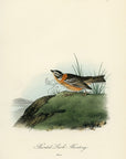 Audubon Painted Lark Bunting Pl. 153 - Birds Of America Royal Octavo 1st Edition Antique Print