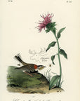 Audubon Chestnut-collared Lark Bunting Pl. 154 - Birds Of America Royal Octavo 1st Edition Antique Print