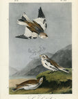 Audubon Snow Lark Bunting Pl. 155 - Birds Of America Royal Octavo 1st Edition Antique Print