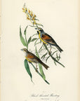 Audubon Black-throated Bunting Pl. 156 - Birds Of America Royal Octavo 1st Edition Antique Print