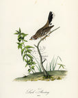Audubon Lark Bunting Pl. 158 - Birds Of America Royal Octavo 1st Edition Antique Print