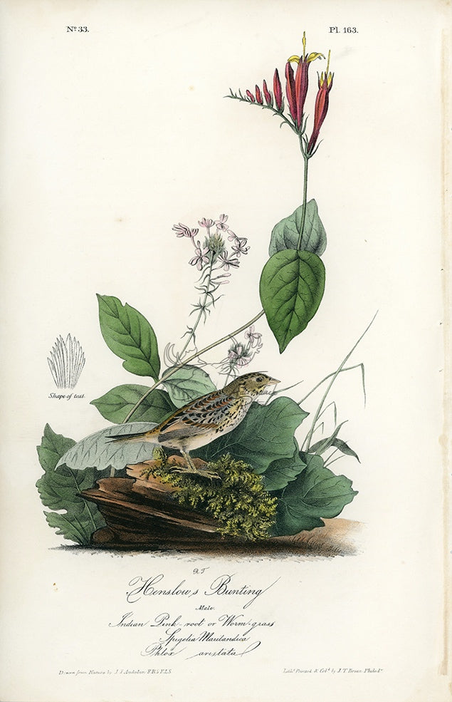 Audubon Henslow&#39;s Bunting Pl. 163 - Birds Of America Royal Octavo 1st Edition Antique Print