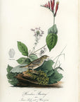 Audubon Henslow's Bunting Pl. 163 - Birds Of America Royal Octavo 1st Edition Antique Print