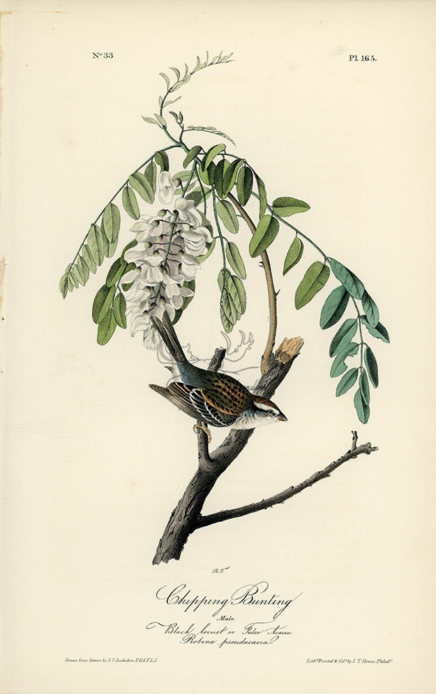Audubon Chipping Bunting Pl. 165 - Birds Of America Royal Octavo 1st Edition Antique Print