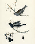 Audubon Common Snow Bird Pl. 167 - Birds Of America Royal Octavo 1st Edition Antique Print