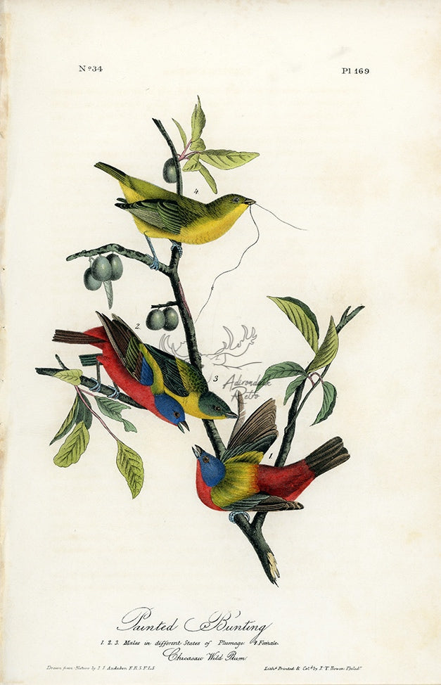 Audubon Painted Bunting Pl. 169 - Birds Of America Royal Octavo 1st Edition Antique Print