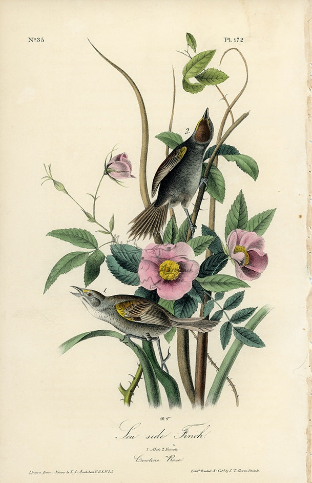 Audubon Sea-side Finch Pl. 172 - Birds Of America Royal Octavo 1st Edition Antique Print