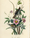 Audubon Sea-side Finch Pl. 172 - Birds Of America Royal Octavo 1st Edition Antique Print