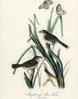 Audubon Macgillivray's Shore-Finch Pl. 173 - Birds Of America Royal Octavo 1st Edition Antique Print