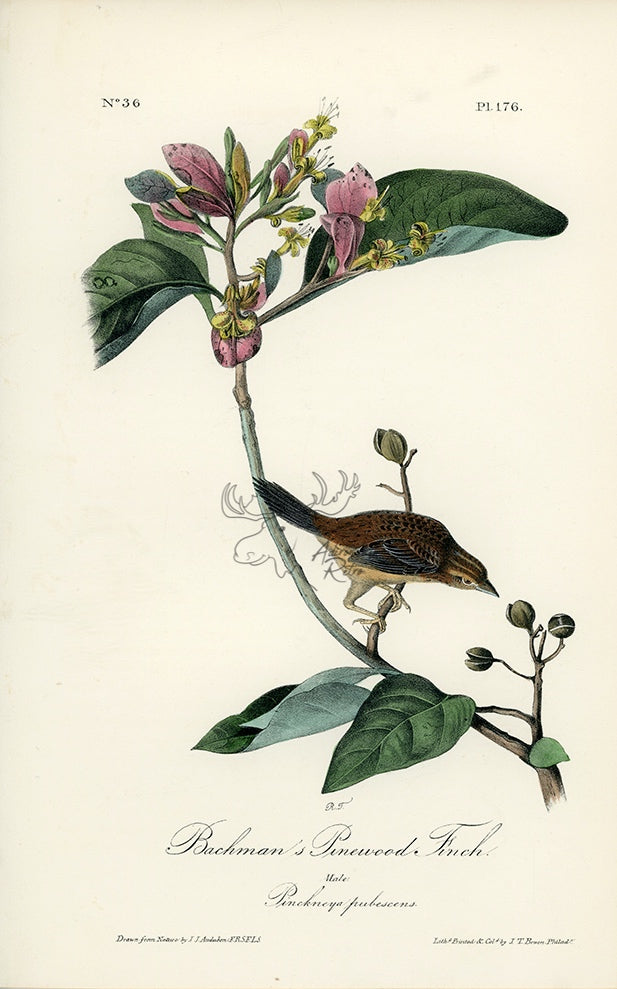Audubon Bachman&#39;s Pinewood Finch Pl. 176 - Birds Of America Royal Octavo 1st Edition Antique Print