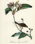 Audubon Bachman's Pinewood Finch Pl. 176 - Birds Of America Royal Octavo 1st Edition Antique Print