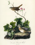 Audubon Lincoln's Pinewood Finch Pl. 177 - Birds Of America Royal Octavo 1st Edition Antique Print