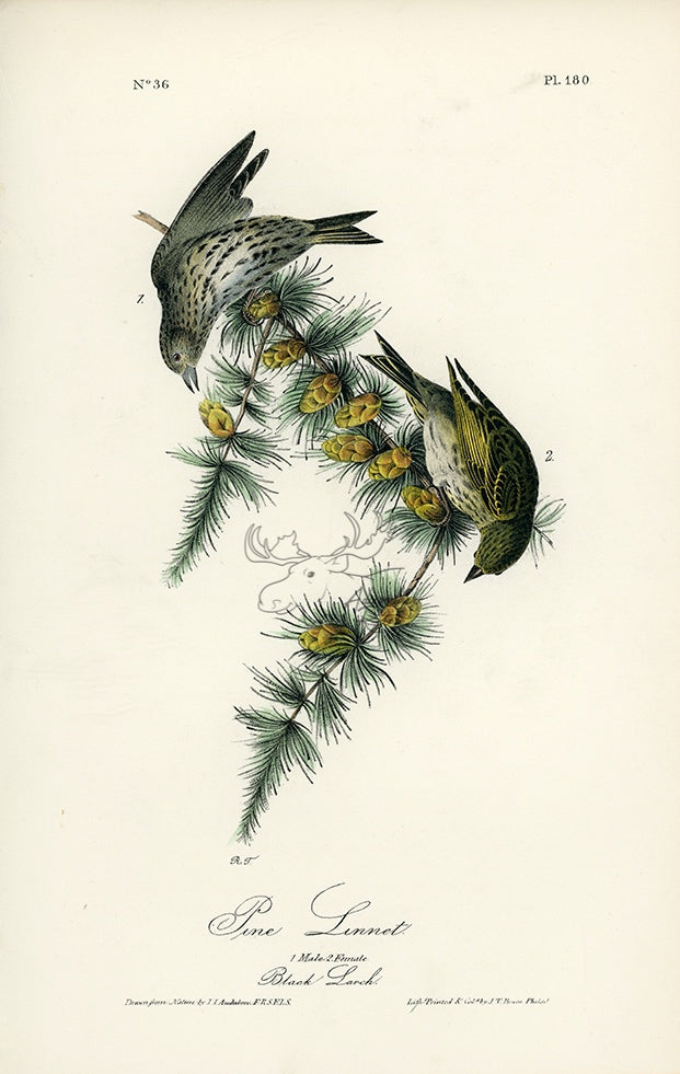 Audubon Pine Linnet Pl. 180 - Birds Of America Royal Octavo 1st Edition Antique Print