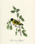 Audubon Black-headed Goldfinch Pl. 182 - Birds Of America Royal Octavo 1st Edition Antique Print