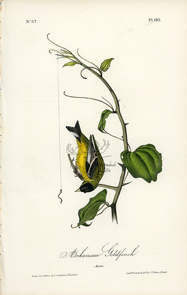 Audubon Arkansaw (Arkansas) Goldfinch Pl. 183 - Birds Of America Royal Octavo 1st Edition Antique Print