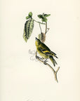 Audubon Stanley Goldfinch Pl. 185 - Birds Of America Royal Octavo 1st Edition Antique Print