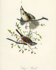 Audubon Song Finch Pl. 189 - Birds Of America Royal Octavo 1st Edition Antique Print