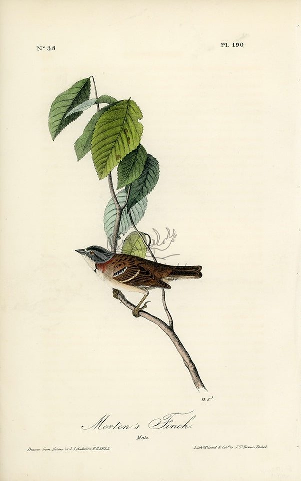 Audubon Morton&#39;s Finch Pl. 190 - Birds Of America Royal Octavo 1st Edition Antique Print