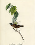 Audubon Morton's Finch Pl. 190 - Birds Of America Royal Octavo 1st Edition Antique Print