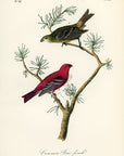 Audubon Common Pine-Finch Pl. 199 - Birds Of America Royal Octavo 1st Edition Antique Print