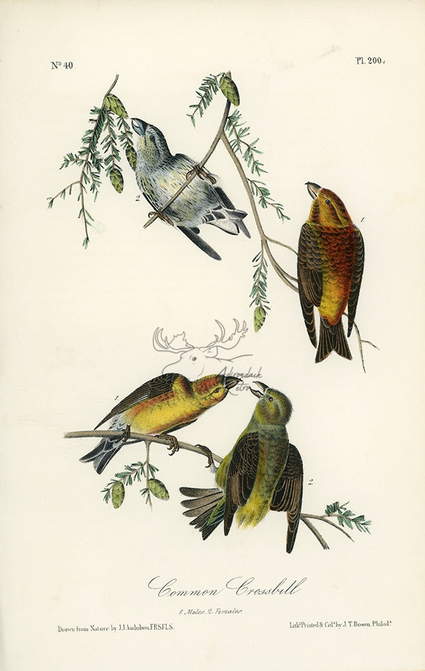 Audubon Common Crossbill Pl. 200 - Birds Of America Royal Octavo 1st Edition Antique Print