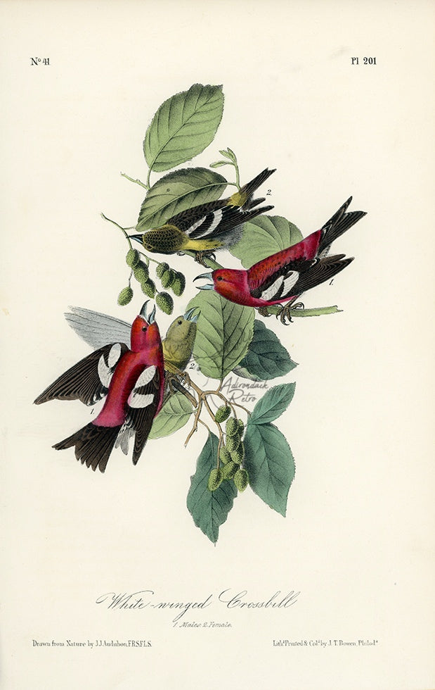Audubon White-winged Crossbill Pl. 201 - Birds Of America Royal Octavo 1st Edition Antique Print