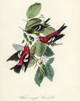 Audubon White-winged Crossbill Pl. 201 - Birds Of America Royal Octavo 1st Edition Antique Print