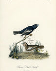 Audubon Prairie Lark-Finch Pl. 202 - Birds Of America Royal Octavo 1st Edition Antique Print