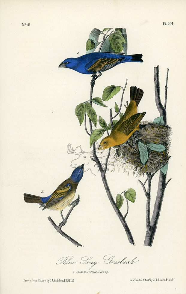 Audubon Blue Song Grosbeak Pl. 204 - Birds Of America Royal Octavo 1st Edition Antique Print