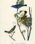 Audubon Blue Song Grosbeak Pl. 204 - Birds Of America Royal Octavo 1st Edition Antique Print
