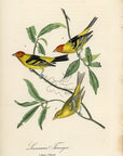 Audubon Louisiana Tanager Pl. 210 - Birds Of America Royal Octavo 1st Edition Antique Print