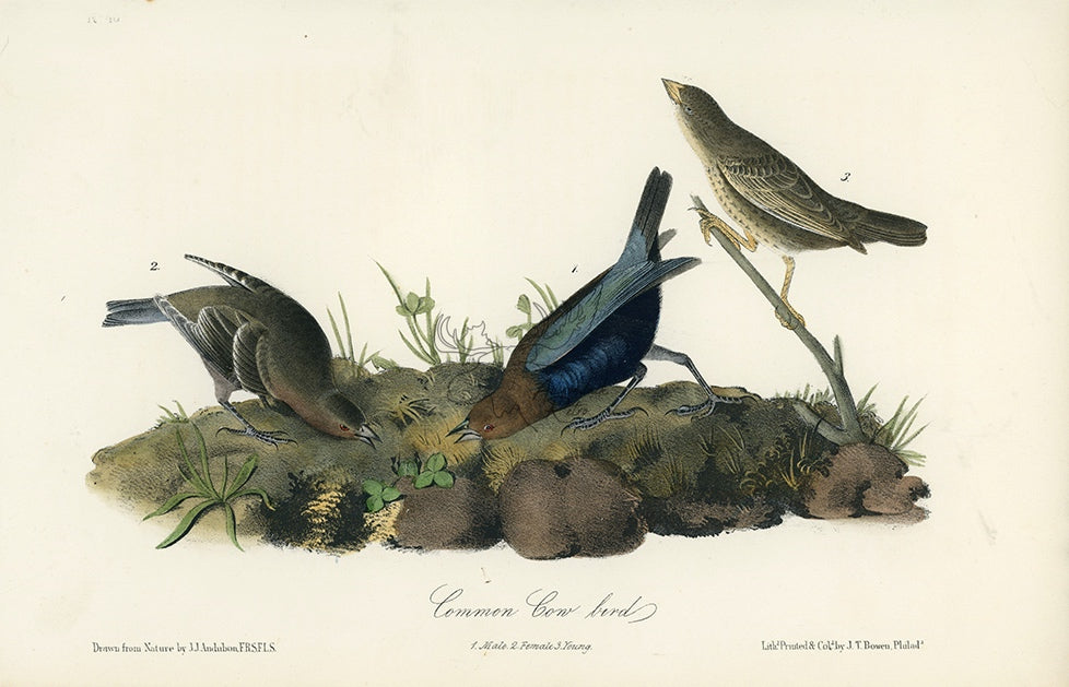 Audubon Common Cow-bird Pl. 212 - Birds Of America Royal Octavo 1st Edition Antique Print