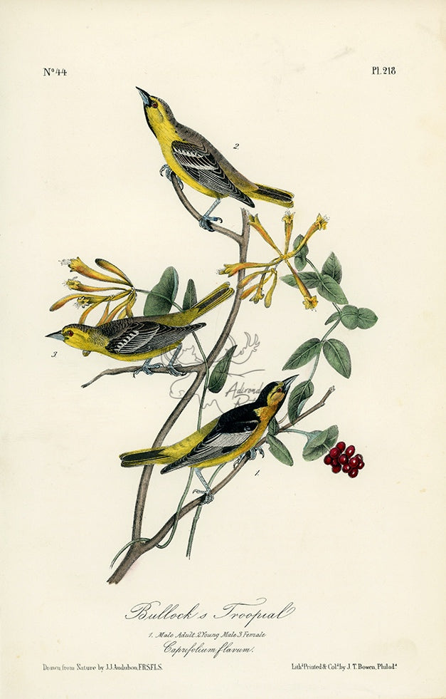 Audubon Bullock&#39;s Troopial (Troupial) Pl. 218 - Birds Of America Royal Octavo 1st Edition Antique Print