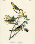 Audubon Bullock's Troopial (Troupial) Pl. 218 - Birds Of America Royal Octavo 1st Edition Antique Print