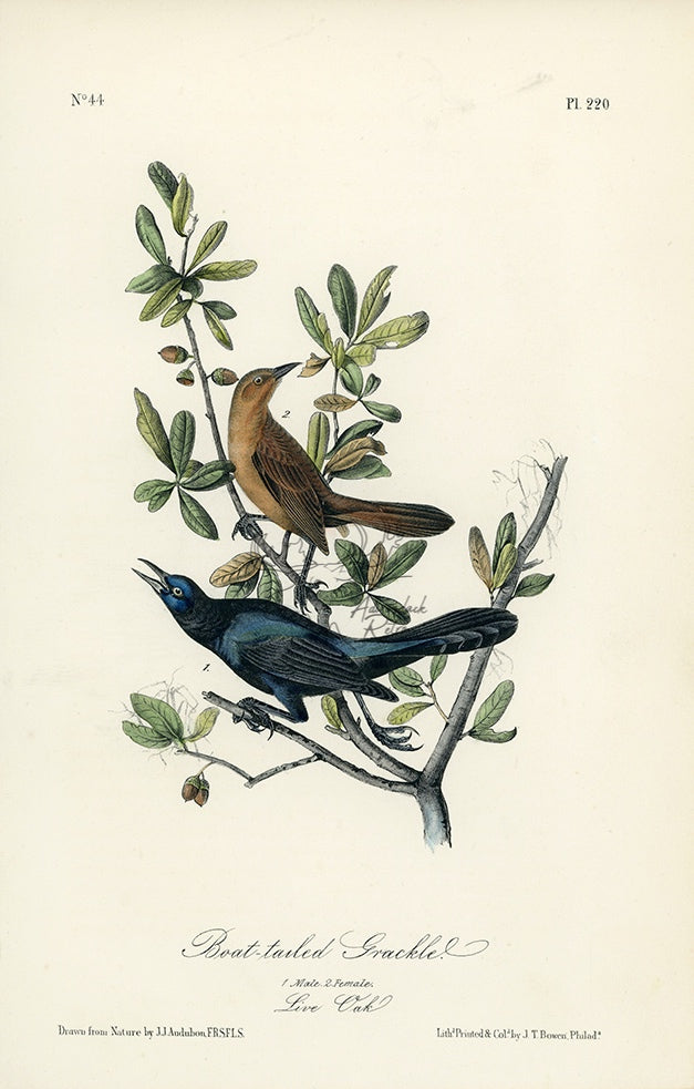 Audubon Boat-tailed Grackle Pl. 220 - Birds Of America Royal Octavo 1st Edition Antique Print