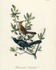 Audubon Boat-tailed Grackle Pl. 220 - Birds Of America Royal Octavo 1st Edition Antique Print